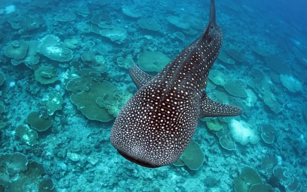 Koimala Maldives guesthouse website — whale shark snorkeling packages and room booking